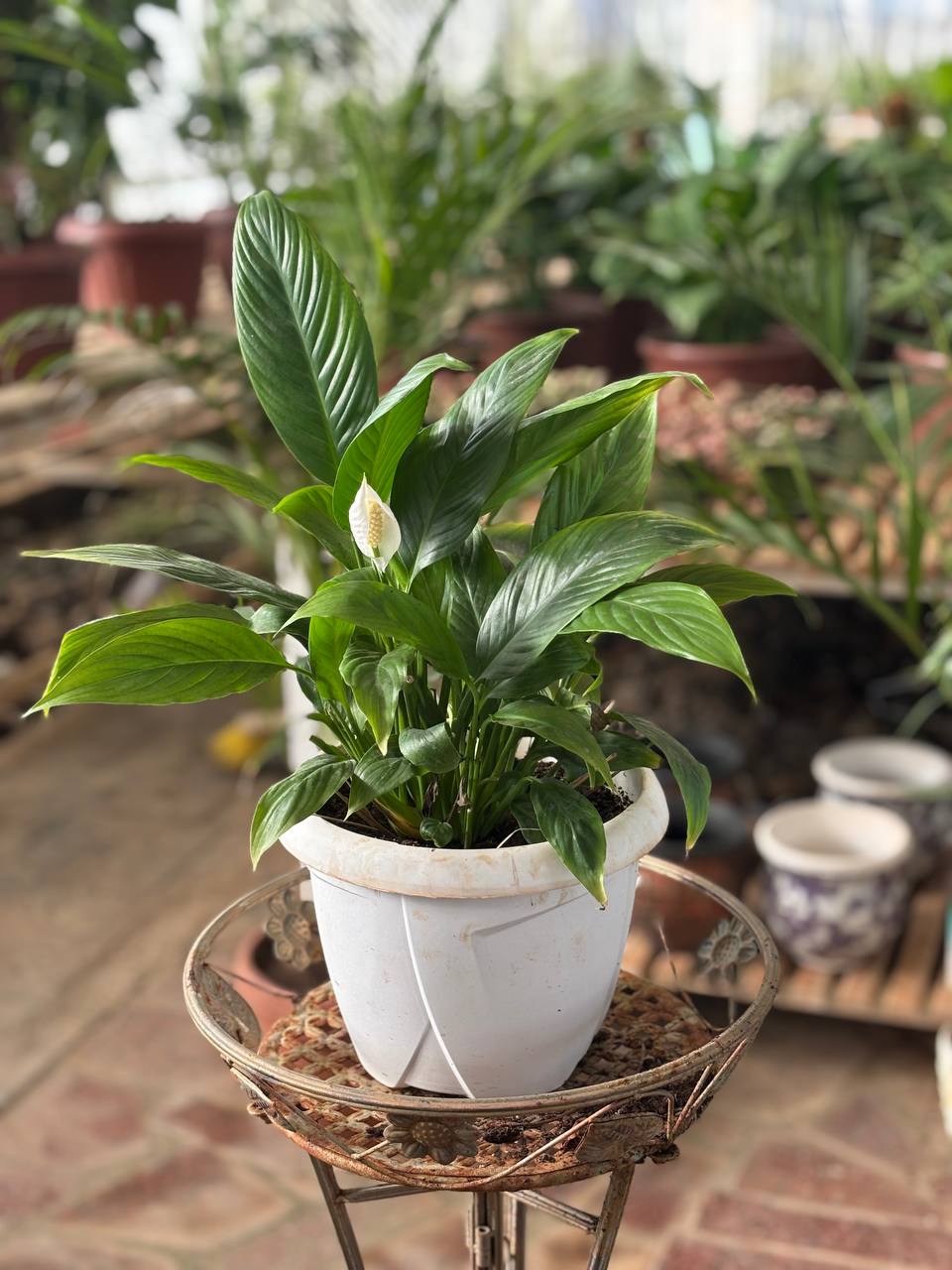 peace lily