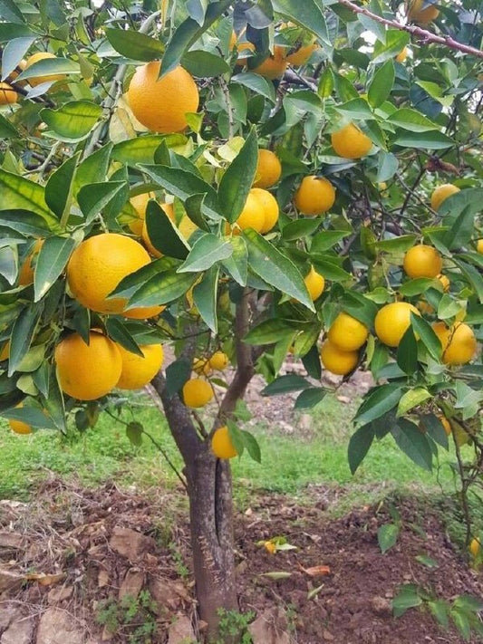 الليمون القزمي